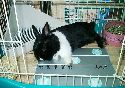 Marukan寵物兔專用防蟲散熱板